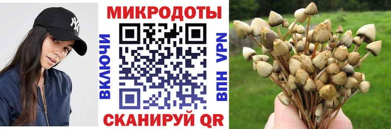 Псилоцибиновые грибы Psilocybe  Новоузенск 